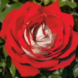 Роза Кроненбург