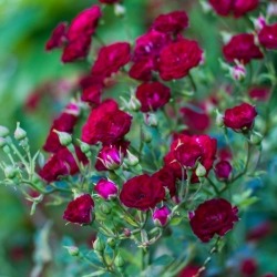 Роза почвопокровная « Ред Вельвет (Red Velvet)»